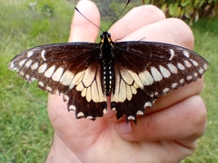 Papilio polyxenes americus