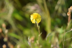 Senecio vernalis
