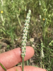 Plantago wrightiana