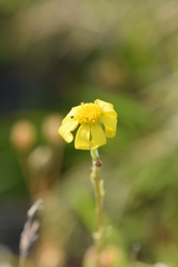 Senecio vernalis