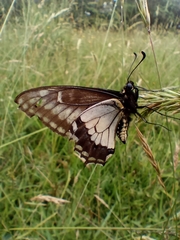 Papilio polyxenes americus