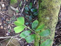 Erythroxylum emarginatum