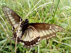 Papilio polyxenes americus