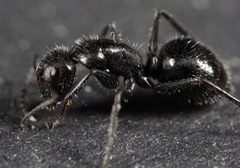Camponotus mina