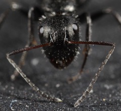 Camponotus mina