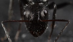 Camponotus mina