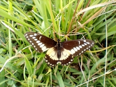 Papilio polyxenes americus