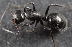 Camponotus mina