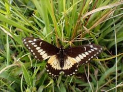 Papilio polyxenes americus