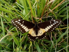 Papilio polyxenes americus