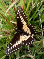 Papilio polyxenes americus