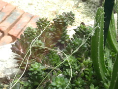 Anacampseros rufescens