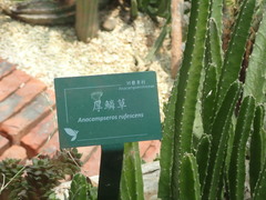 Anacampseros rufescens