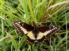 Papilio polyxenes americus