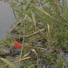 Melaleuca viminalis viminalis