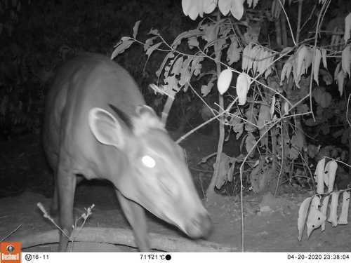Light-backed Duiker
