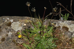 Plantago lanceolata