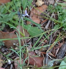 Linaria arvensis