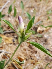 Barleria lancifolia