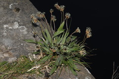 Plantago lanceolata