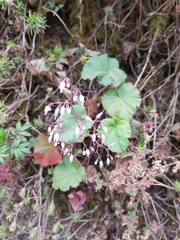 Heuchera longipetala