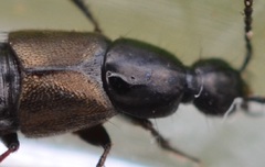 Philonthus carbonarius