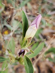 Barleria lancifolia