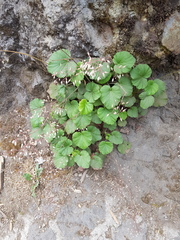 Heuchera longipetala