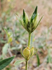 Barleria lancifolia