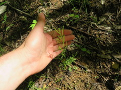 Cardamine parviflora