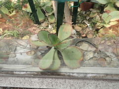 Kalanchoe synsepala