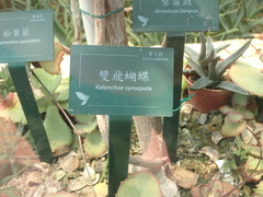Kalanchoe synsepala