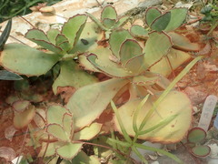 Kalanchoe synsepala