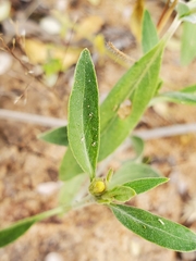 Barleria lancifolia