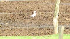 Chroicocephalus cirrocephalus