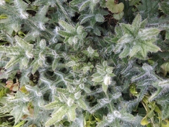 Cirsium vulgare