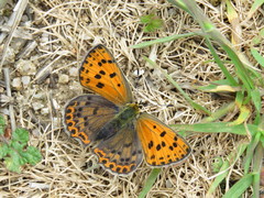 Lycaena bleusei