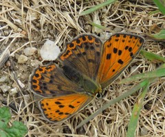 Lycaena bleusei