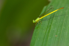 Ceriagrion citrinum