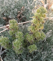 Urtica flabellata