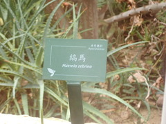 Huernia zebrina