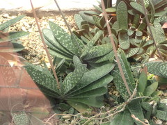 Gasteria gracilis