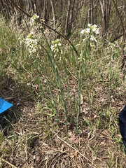 Boechera grahamii