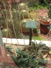 Gasteria gracilis