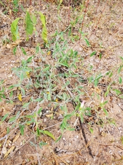 Barleria lancifolia