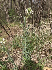 Boechera grahamii