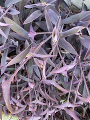 Tradescantia