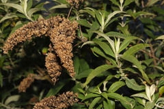 Buddleja davidii