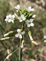 Boechera grahamii