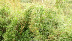 Muehlenbeckia sagittifolia